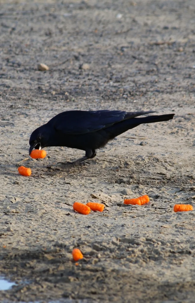 墨西哥乌鸦(Corvus imparatus)