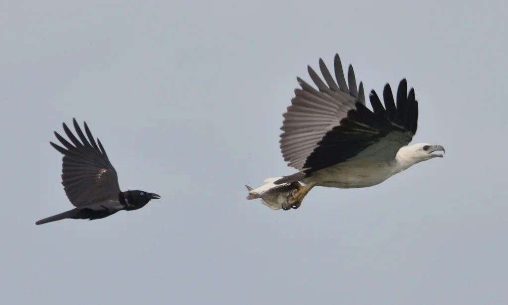 俾岛鸦(Corvus insularis)