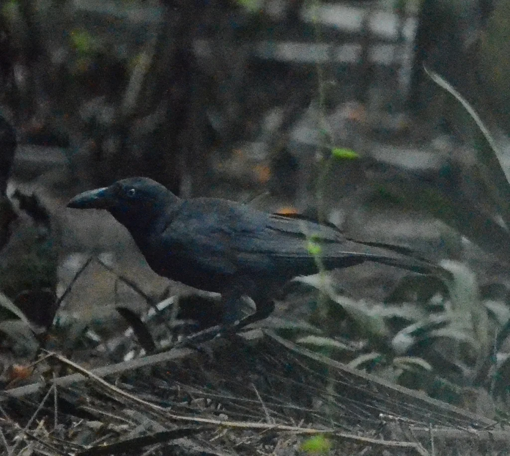 俾岛鸦(Corvus insularis)