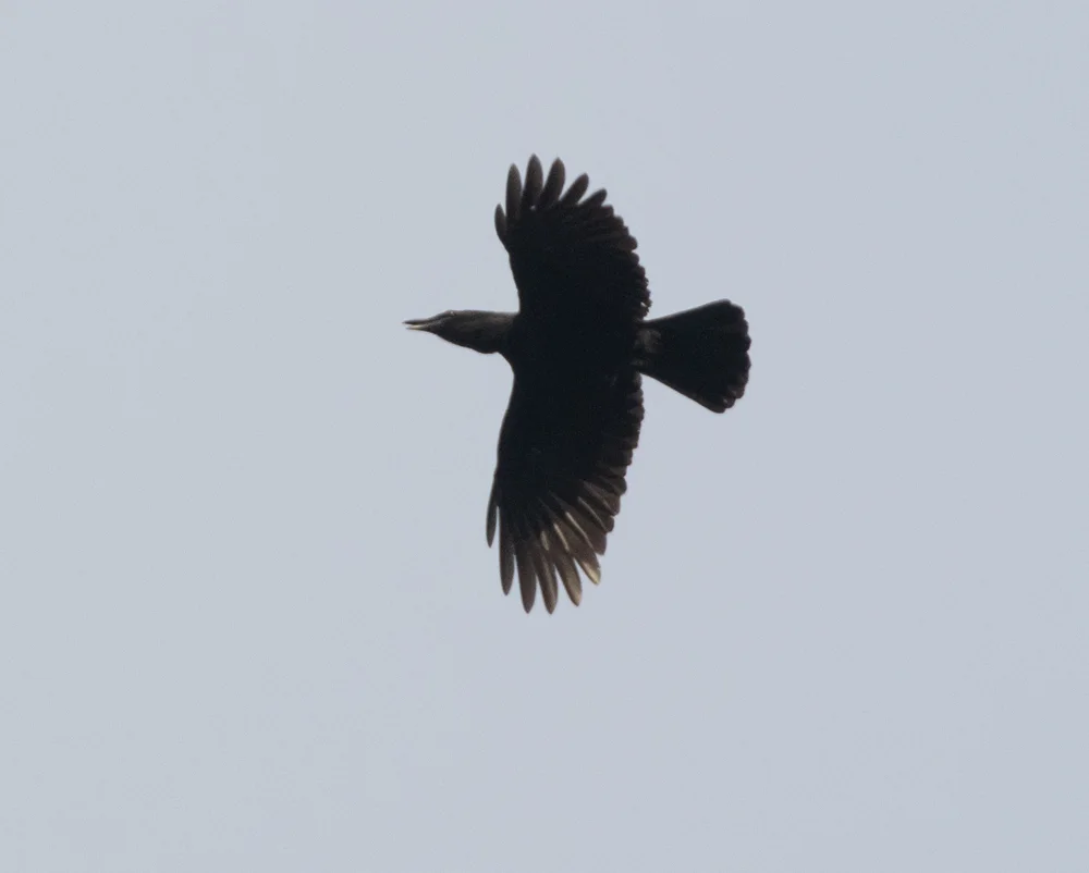 牙买加乌鸦(Corvus jamaicensis)