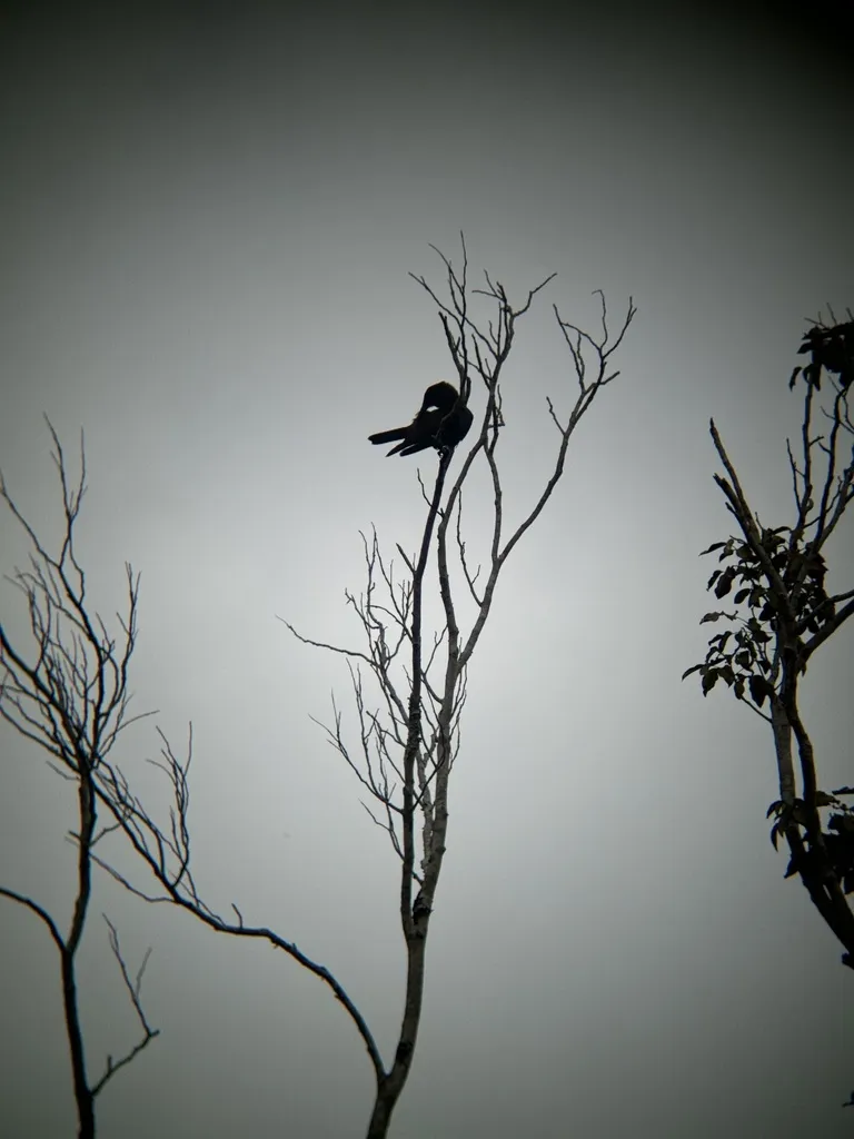 牙买加乌鸦(Corvus jamaicensis)