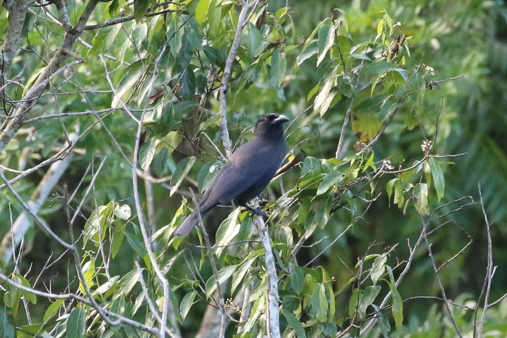 牙买加乌鸦(Corvus jamaicensis)
