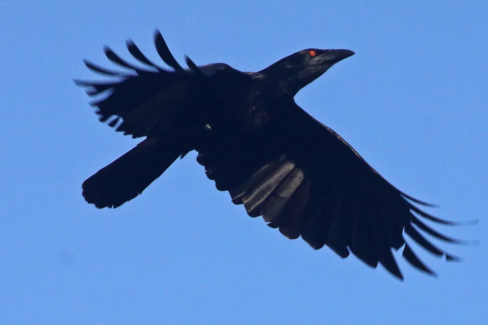 美洲白颈鸦(Corvus leucognaphalus)