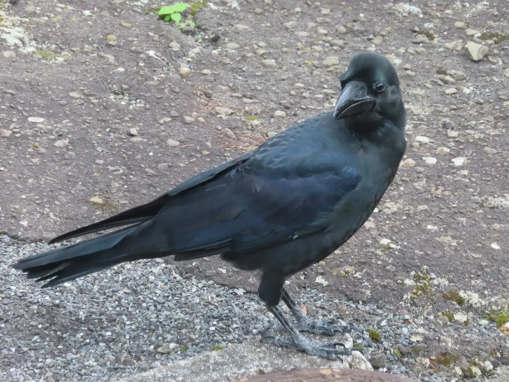 大嘴乌鸦(Corvus macrorhynchos)