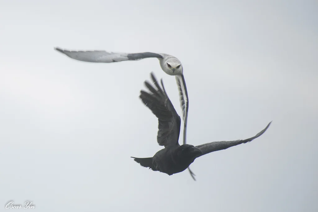 大嘴乌鸦(Corvus macrorhynchos)
