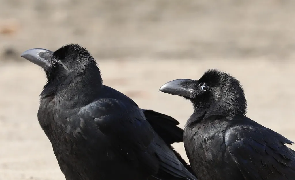 大嘴乌鸦(Corvus macrorhynchos)