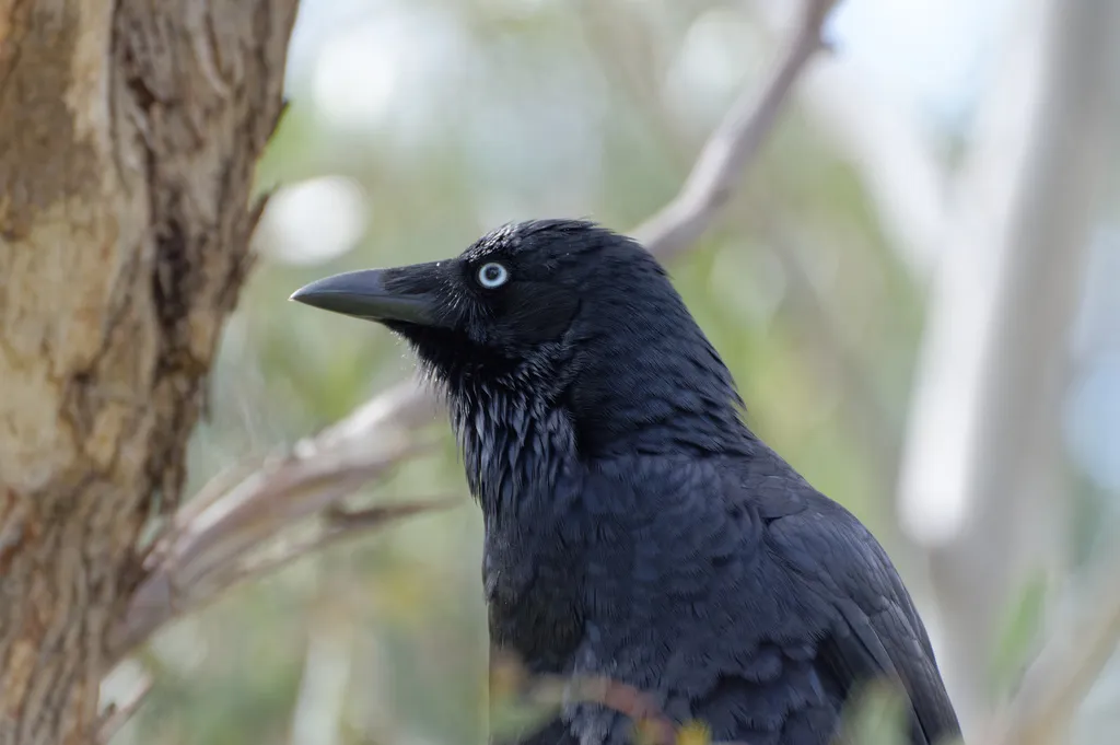 小渡鸦(Corvus mellori)