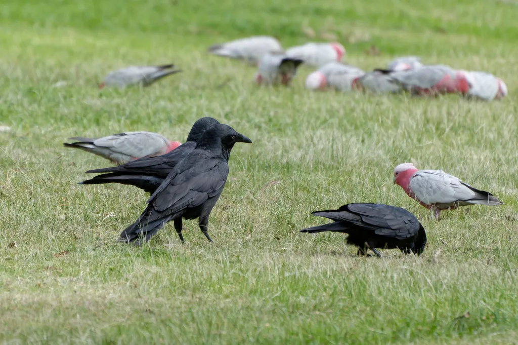 小渡鸦(Corvus mellori)