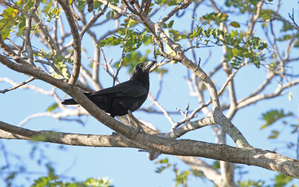 古巴棕榈鸦(Corvus minutus)