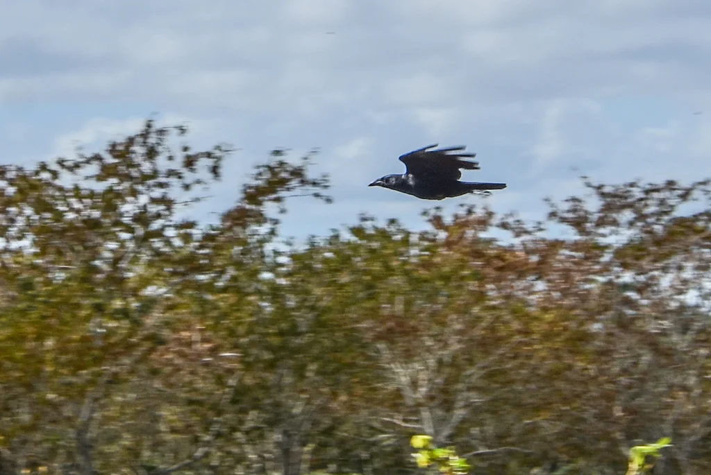 古巴棕榈鸦(Corvus minutus)