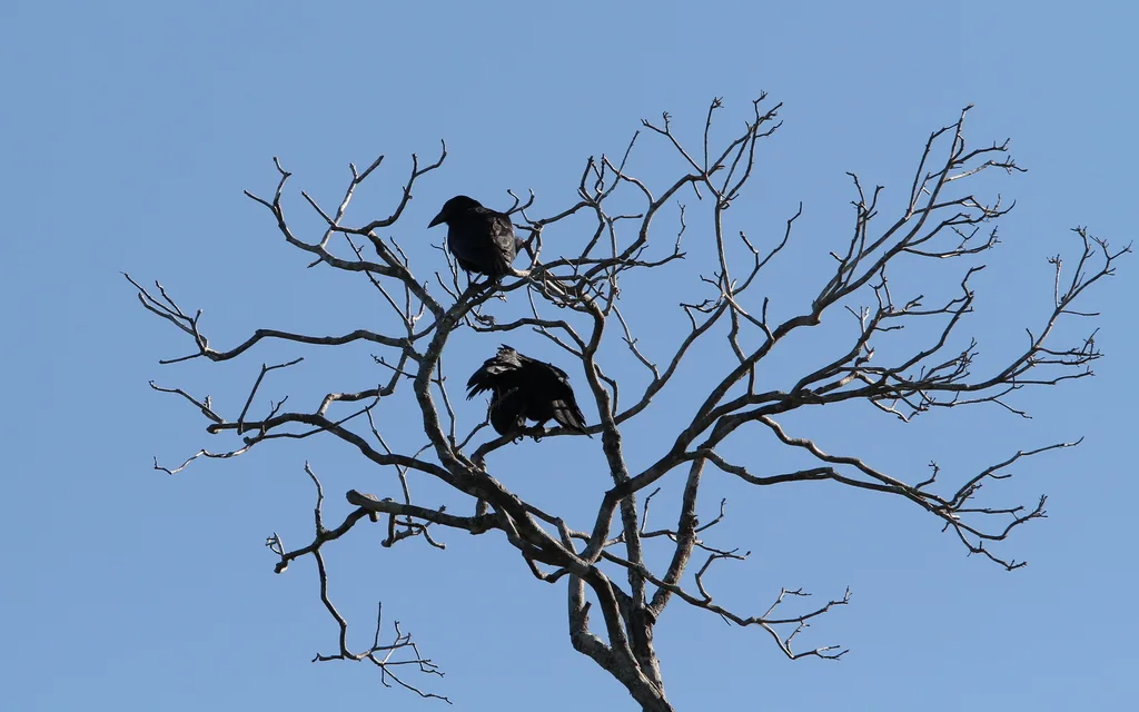 古巴棕榈鸦(Corvus minutus)