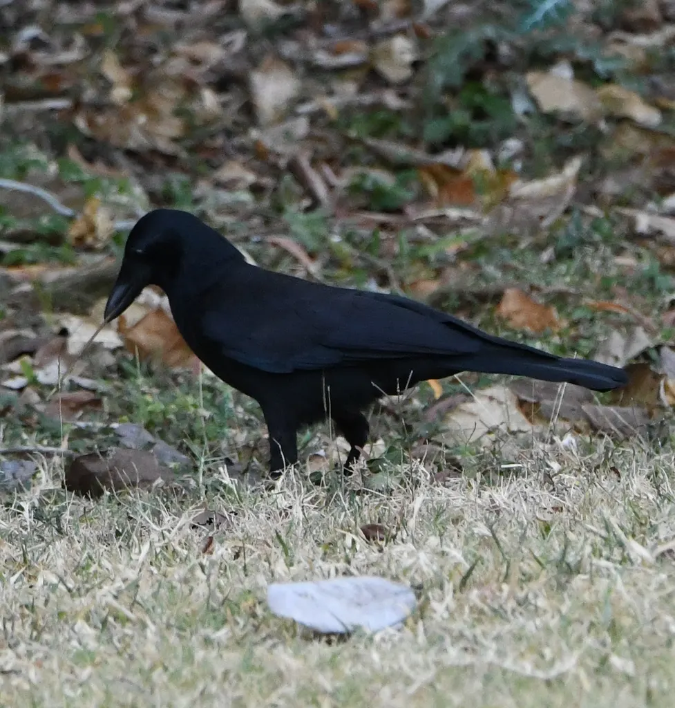 新喀鸦(Corvus moneduloides)