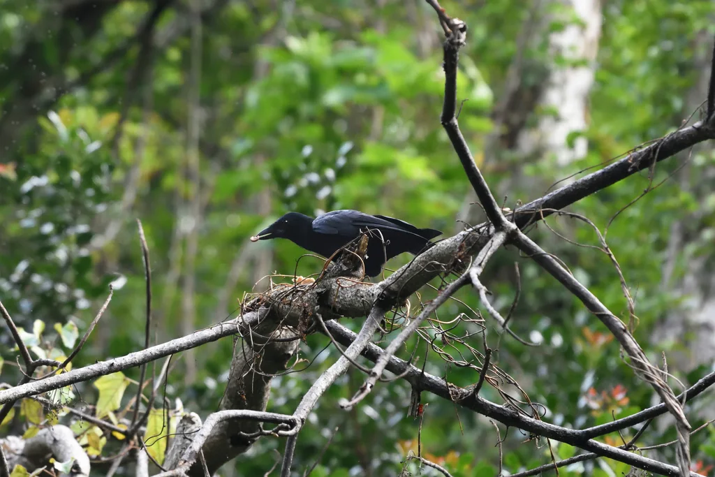 新喀鸦(Corvus moneduloides)