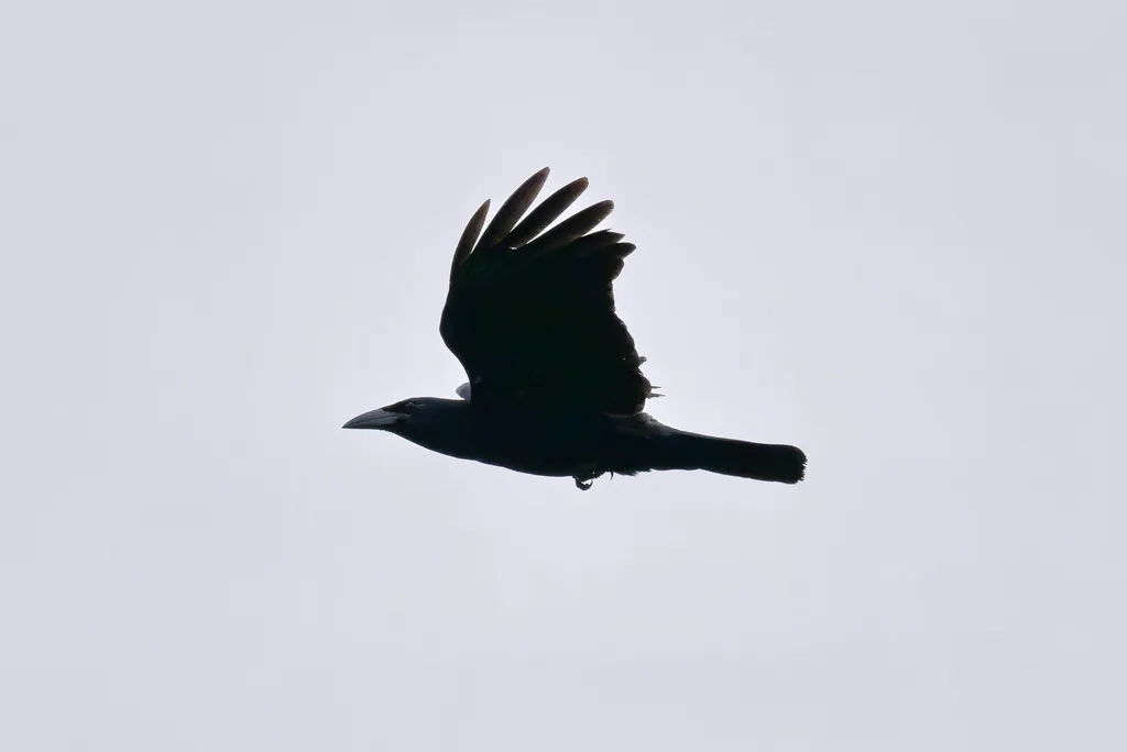 古巴鸦(Corvus nasicus)