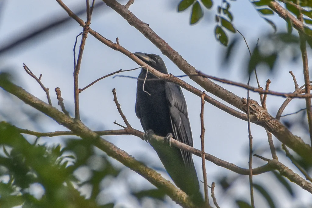 古巴鸦(Corvus nasicus)