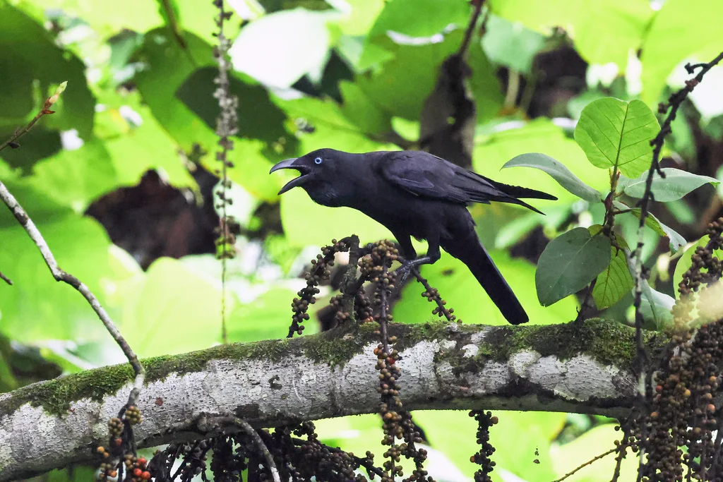 澳洲鸦(Corvus orru)