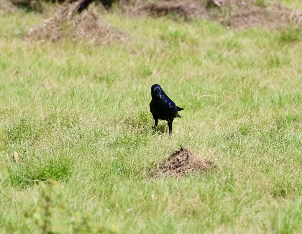 澳洲鸦(Corvus orru)