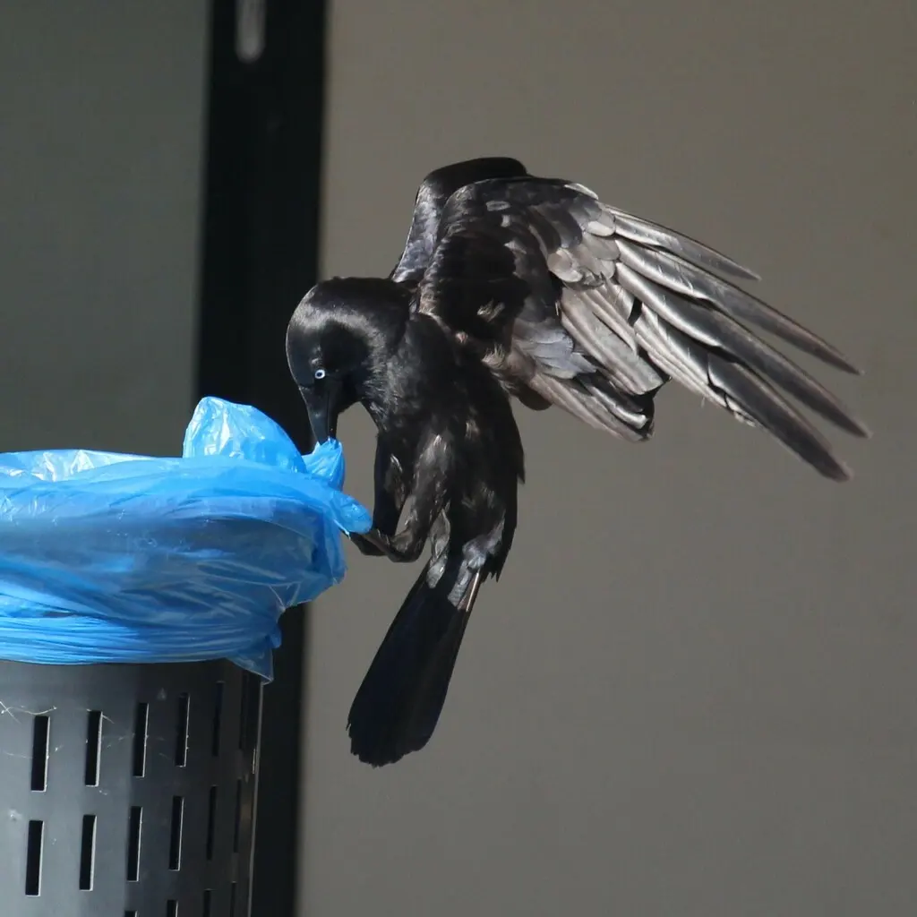 澳洲鸦(Corvus orru)
