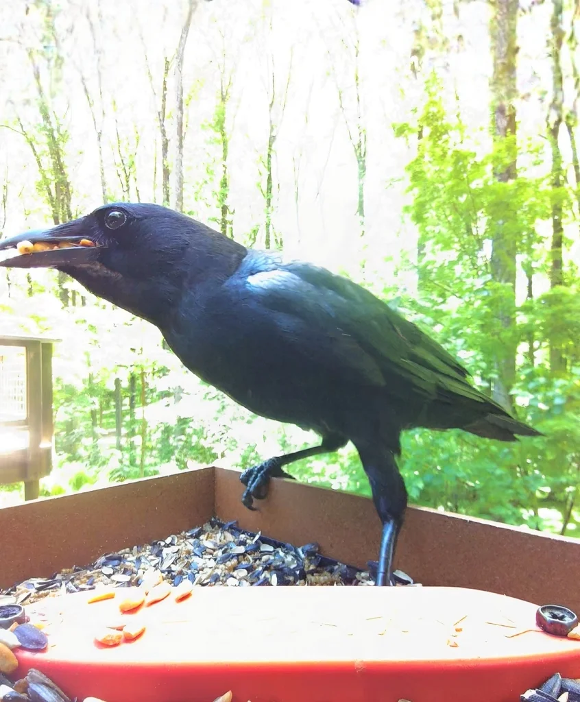 鱼鸦(Corvus ossifragus)