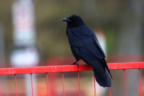 鱼鸦