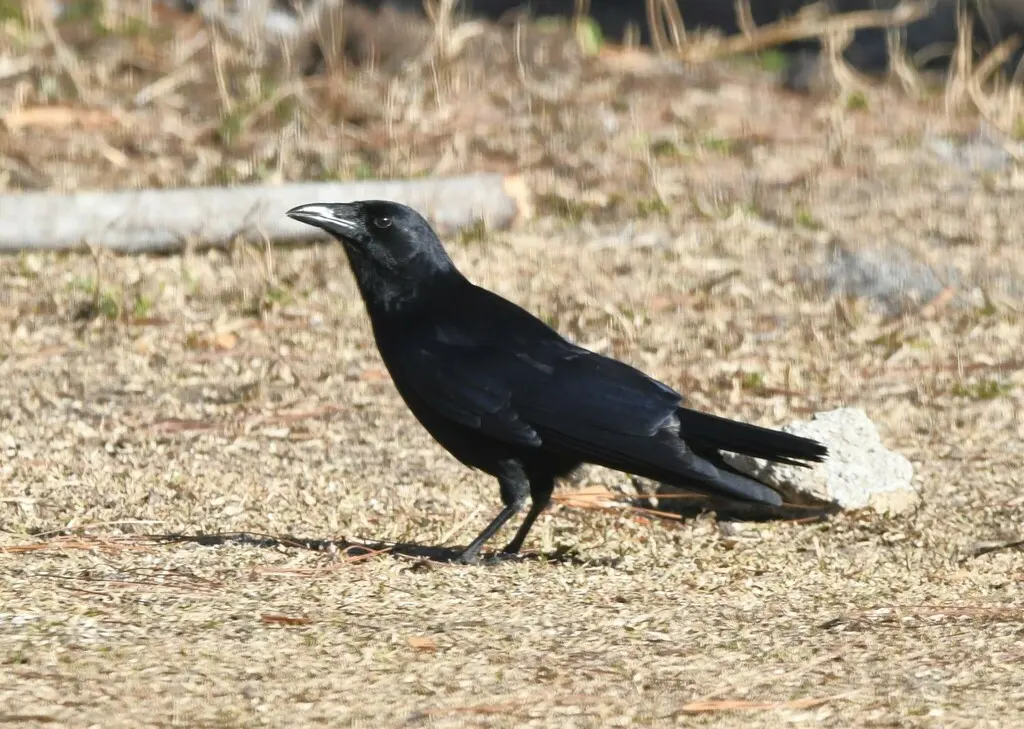 棕榈鸦(Corvus palmarum)