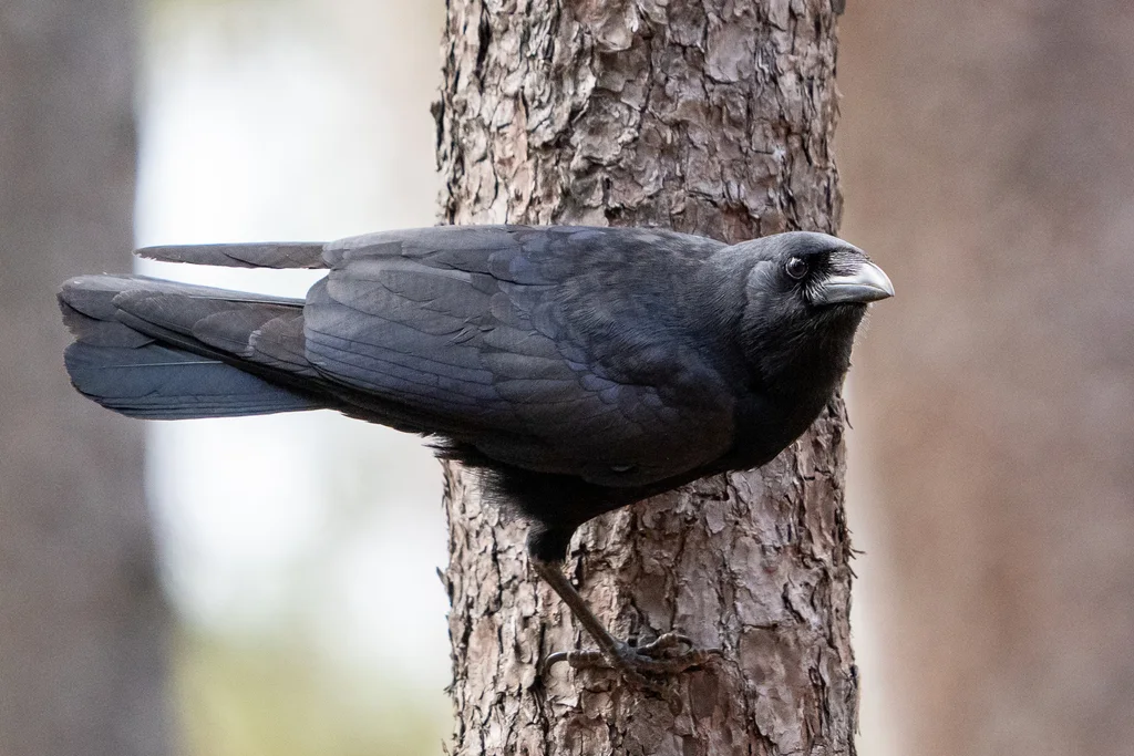 棕榈鸦(Corvus palmarum)