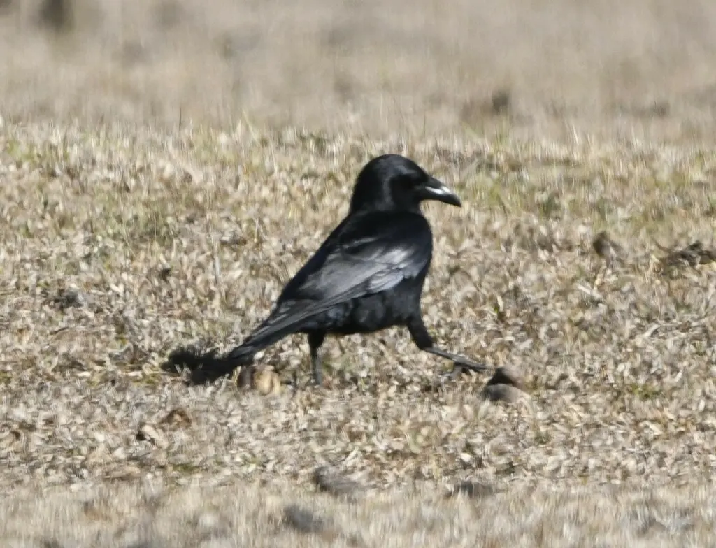 棕榈鸦(Corvus palmarum)