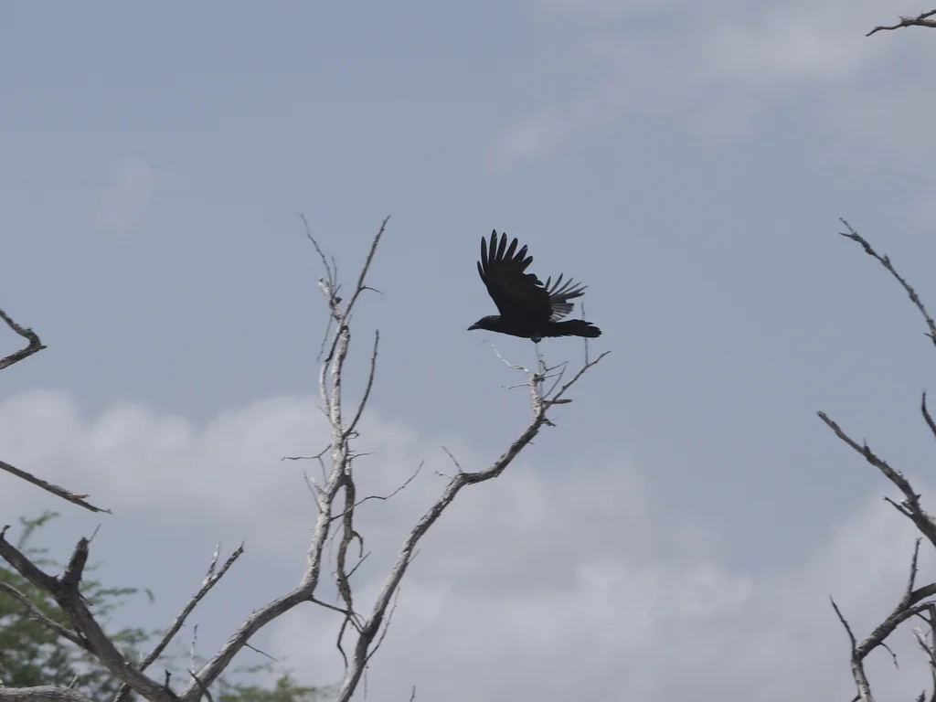 棕榈鸦(Corvus palmarum)