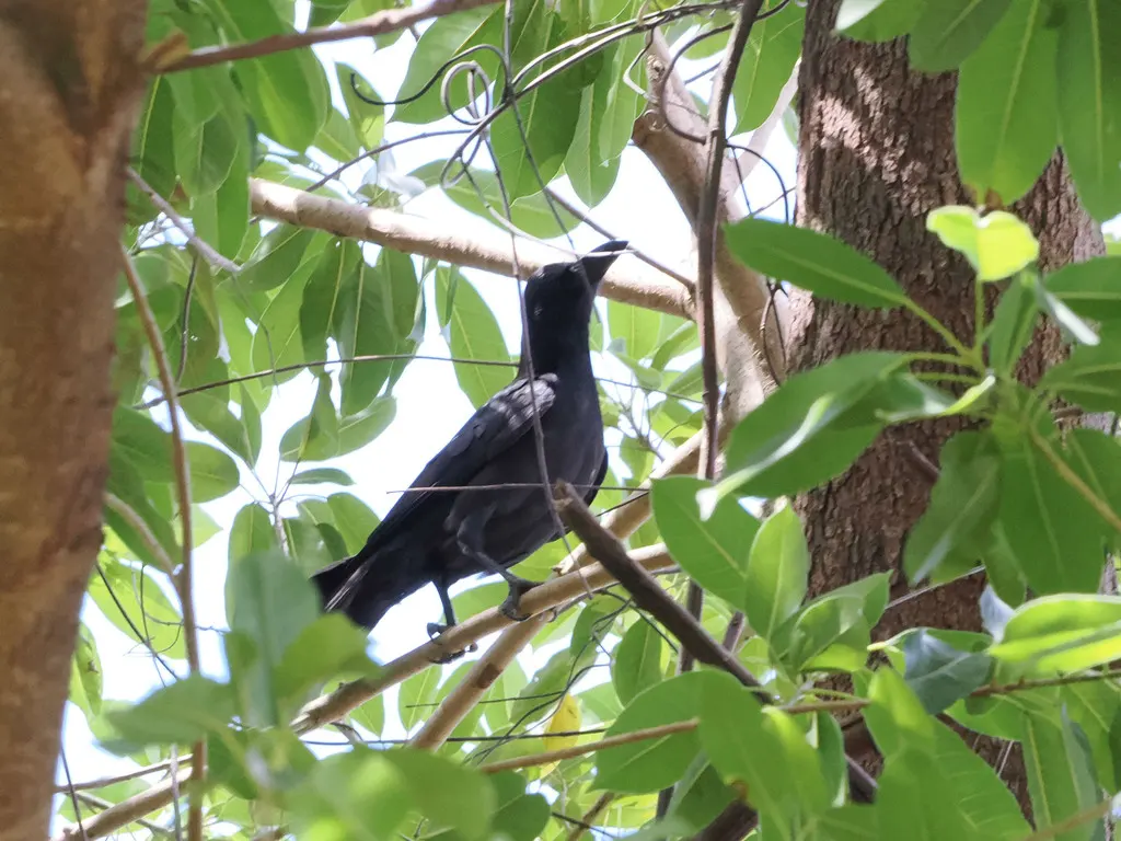 菲律宾丛林鸦(Corvus philippinus)