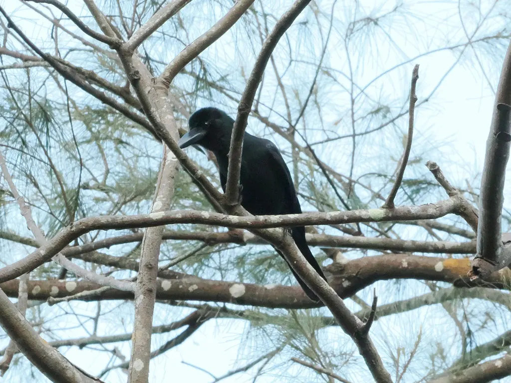 菲律宾丛林鸦(Corvus philippinus)