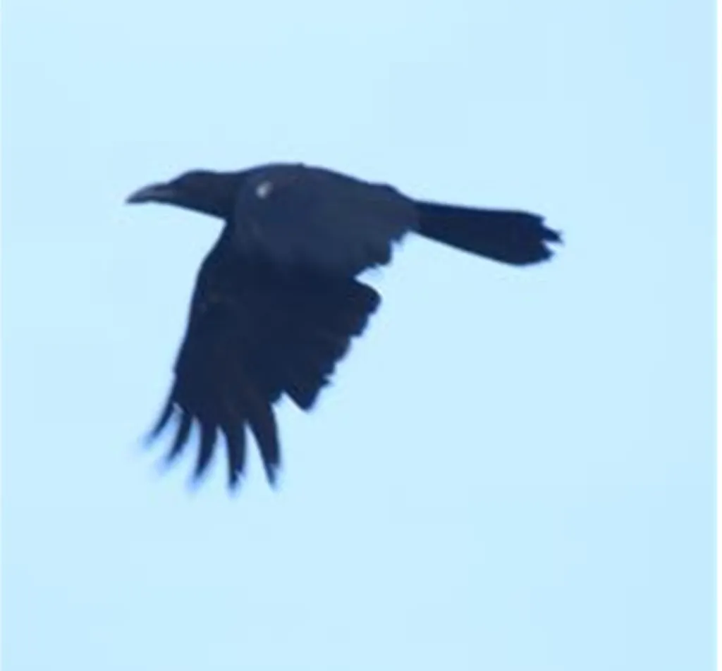 菲律宾丛林鸦(Corvus philippinus)