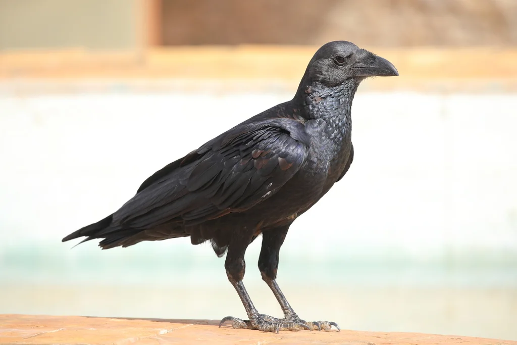 扇尾渡鸦(Corvus rhipidurus)