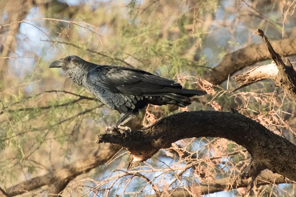 扇尾渡鸦(Corvus rhipidurus)
