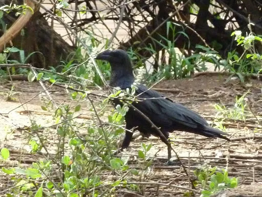 扇尾渡鸦(Corvus rhipidurus)