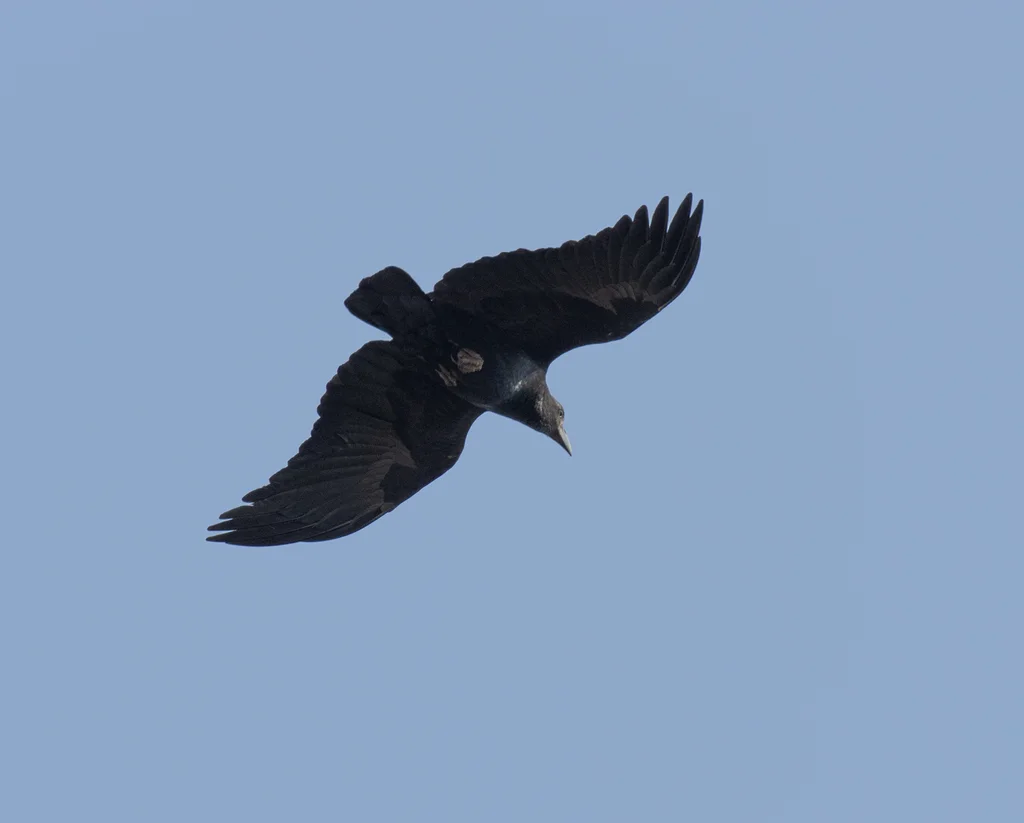 扇尾渡鸦(Corvus rhipidurus)