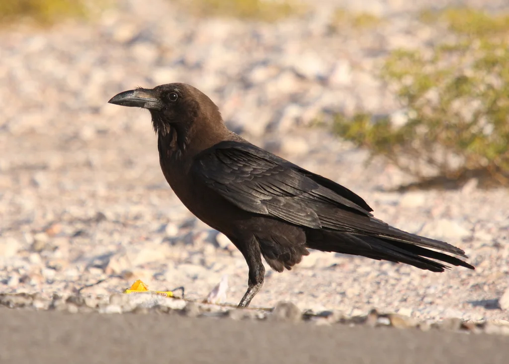 褐颈渡鸦(Corvus ruficollis)