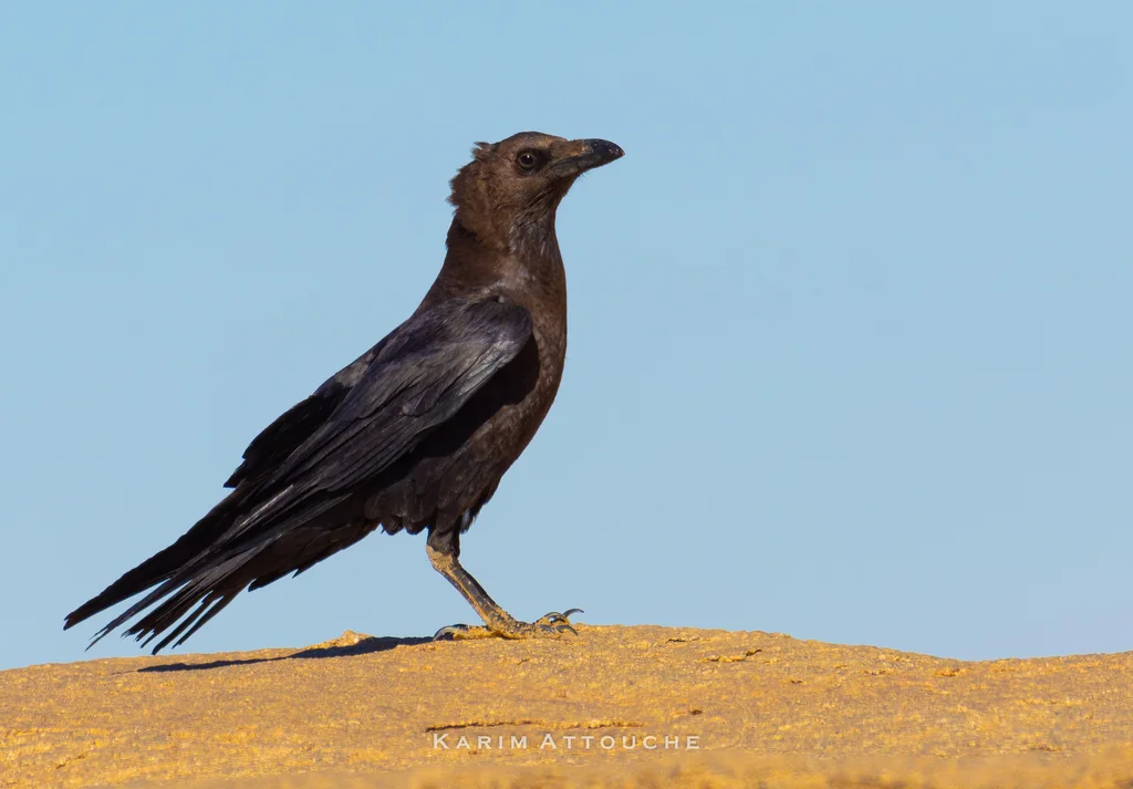 褐颈渡鸦(Corvus ruficollis)