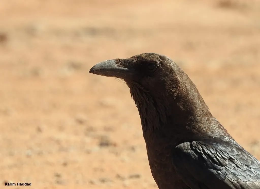 褐颈渡鸦(Corvus ruficollis)