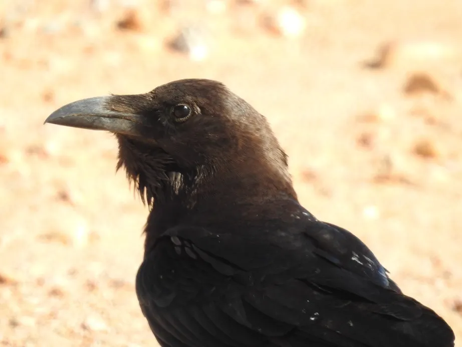 褐颈渡鸦(Corvus ruficollis)