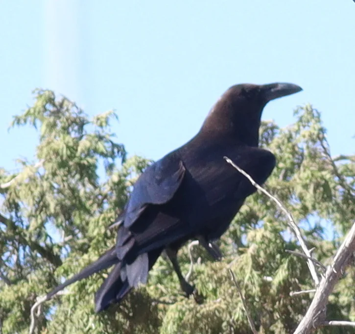 褐颈渡鸦(Corvus ruficollis)