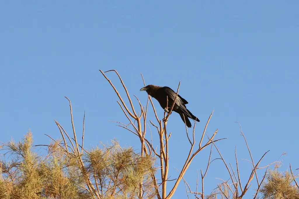 褐颈渡鸦(Corvus ruficollis)