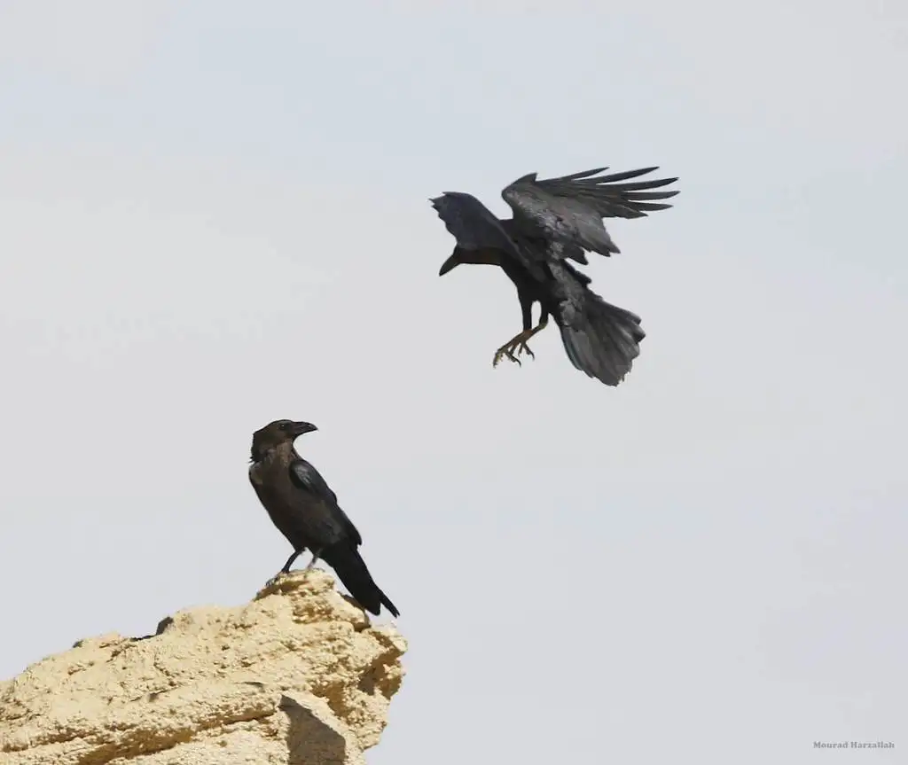 褐颈渡鸦(Corvus ruficollis)