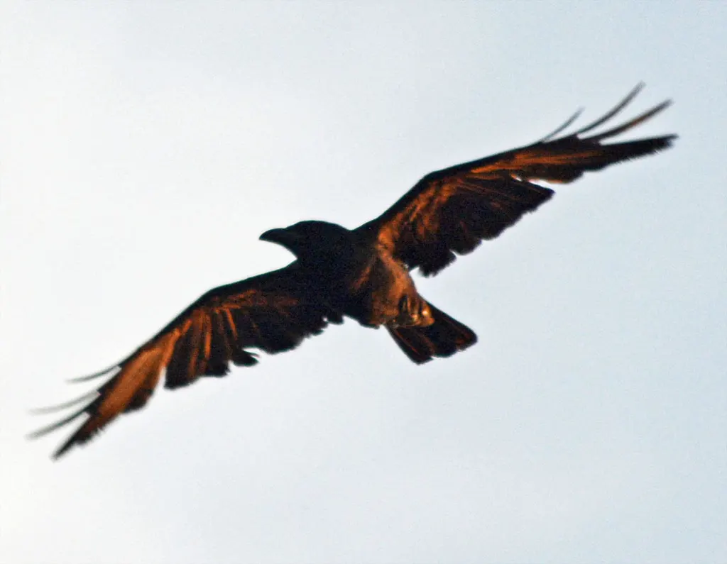 西纳劳乌鸦(Corvus sinaloae)