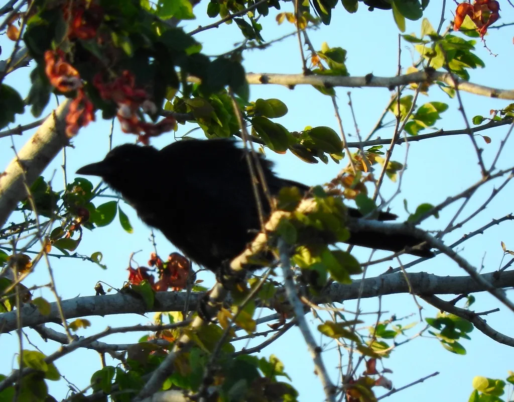 西纳劳乌鸦(Corvus sinaloae)