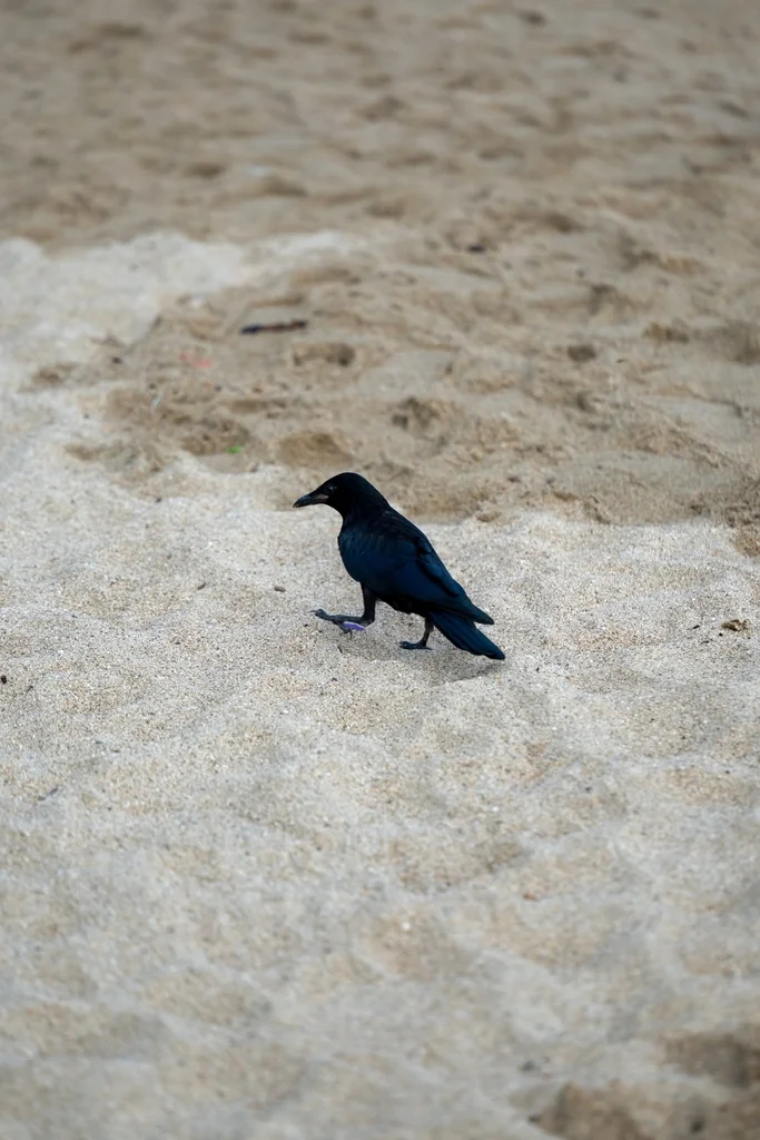西纳劳乌鸦(Corvus sinaloae)