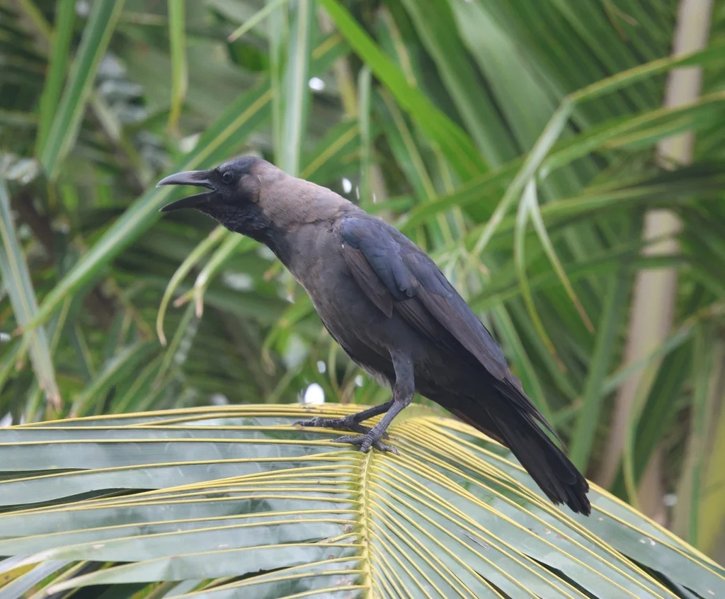 家鸦（Corvus splendens）
