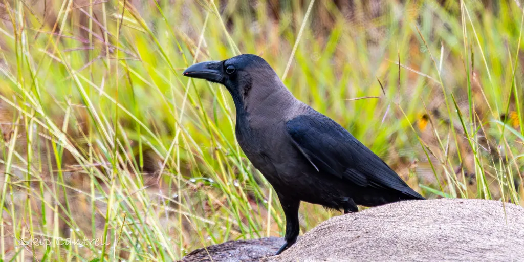 家鸦（Corvus splendens）