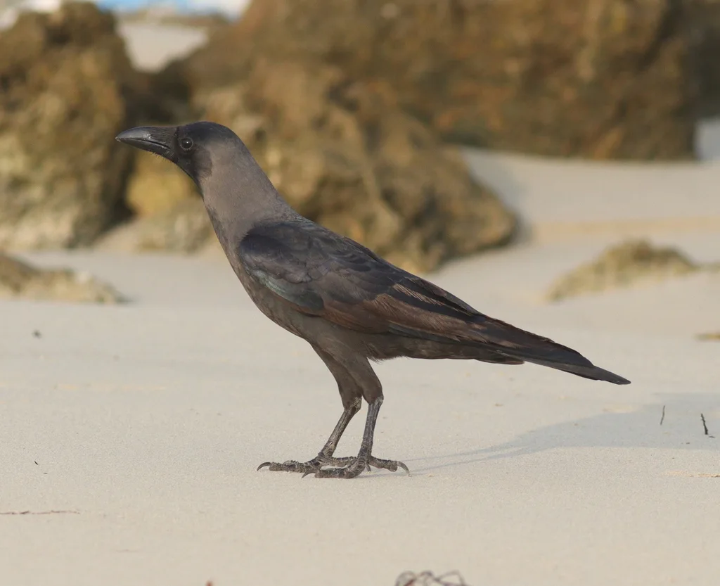 家鸦（Corvus splendens）
