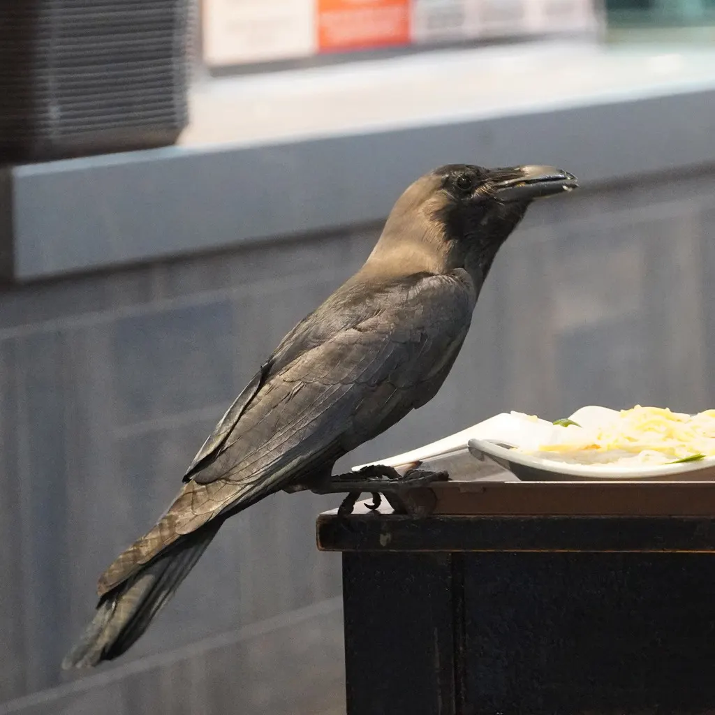 家鸦（Corvus splendens）