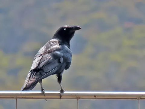 林渡鸦